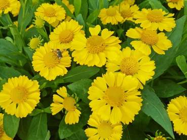 gelbe helenium hybride